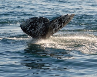 Avistamiento de ballenas